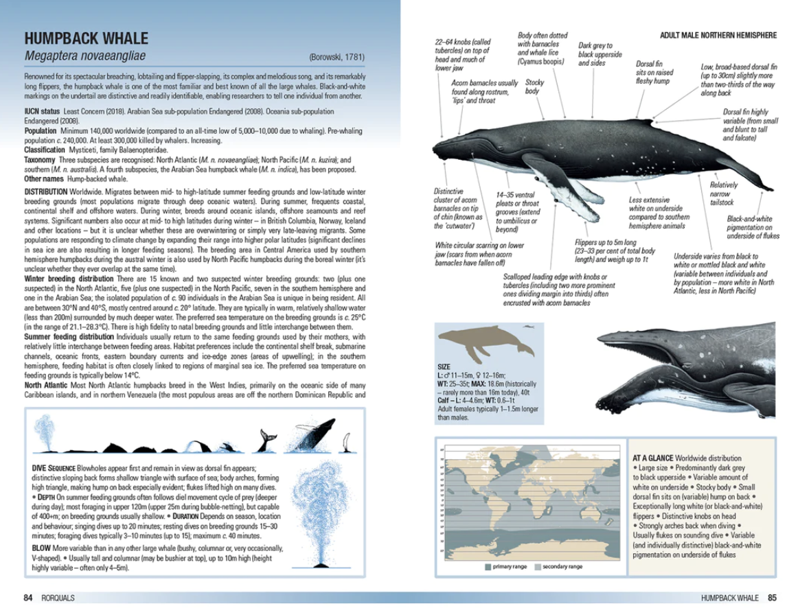 Field Guide to Whales, Dolphins and Porpoises